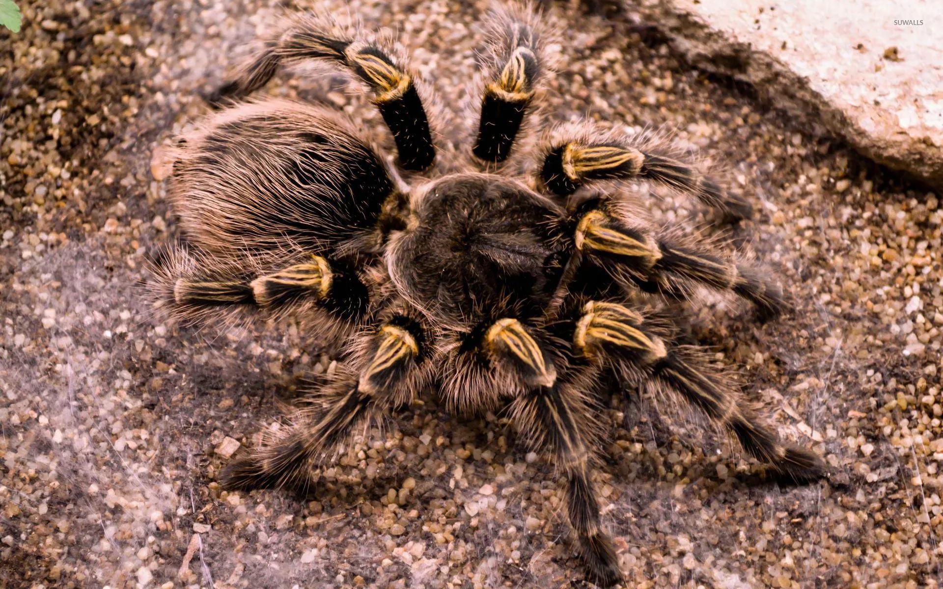 17183 tarantula handling