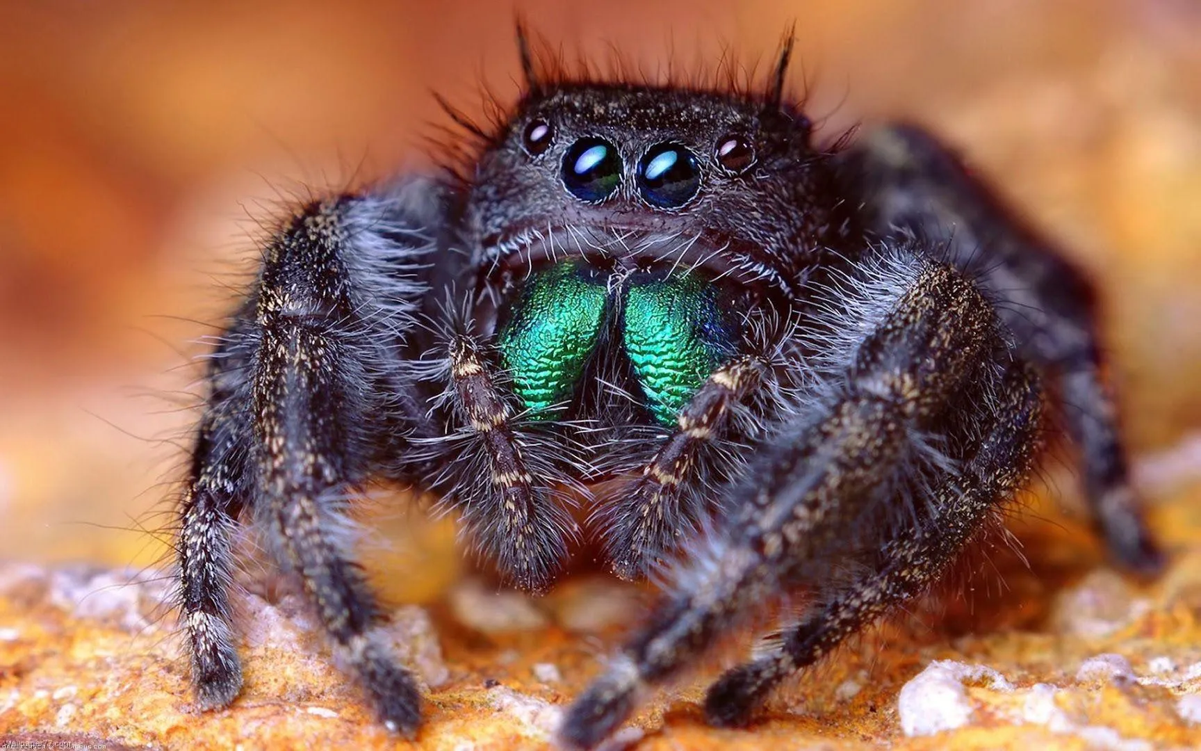 17183 tarantula health