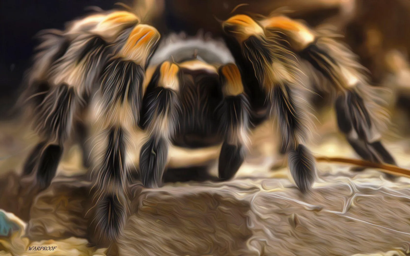 17183 tarantula molting