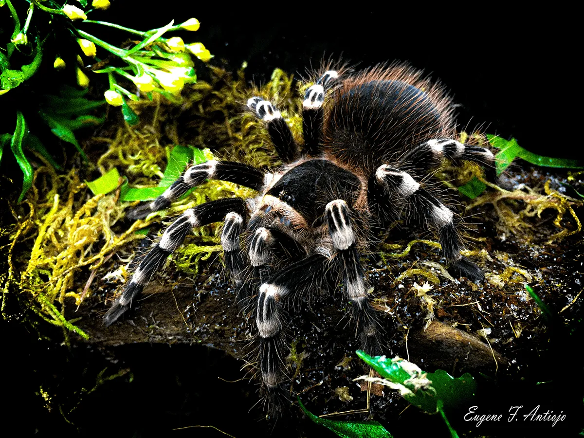 17183 tarantula species