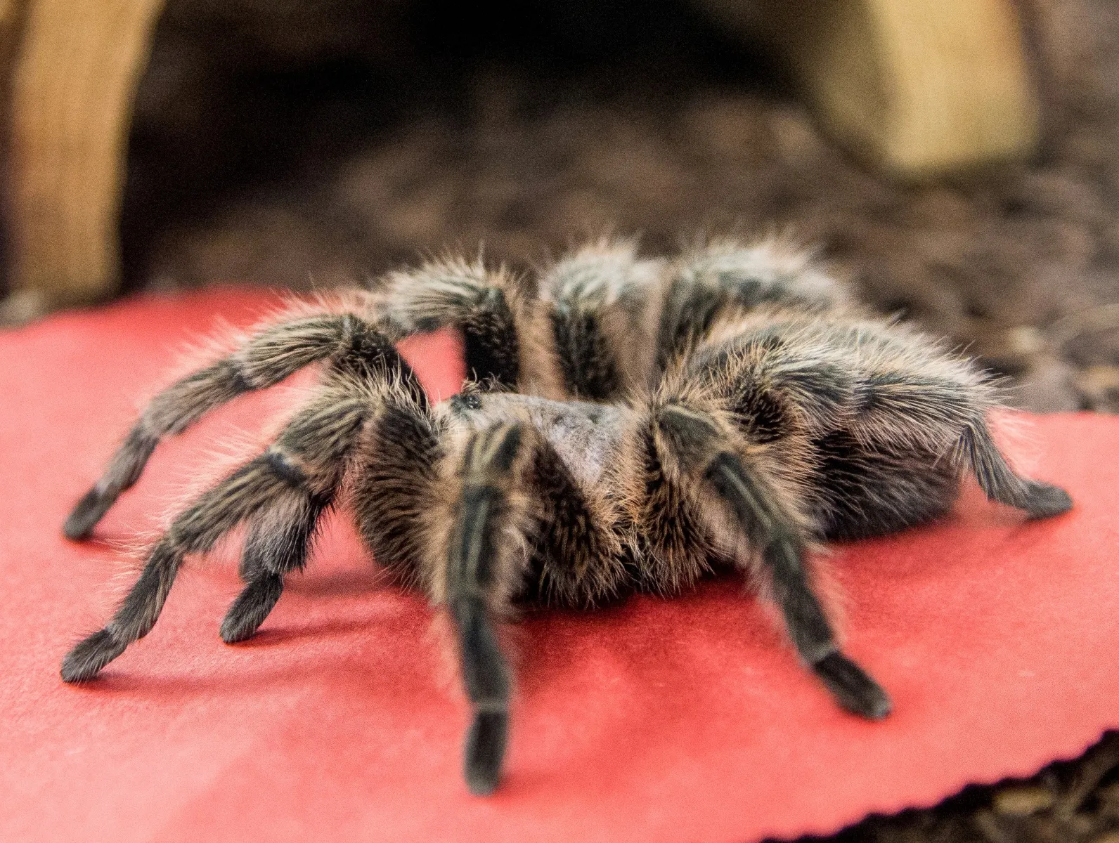 17183 tarantula substrate
