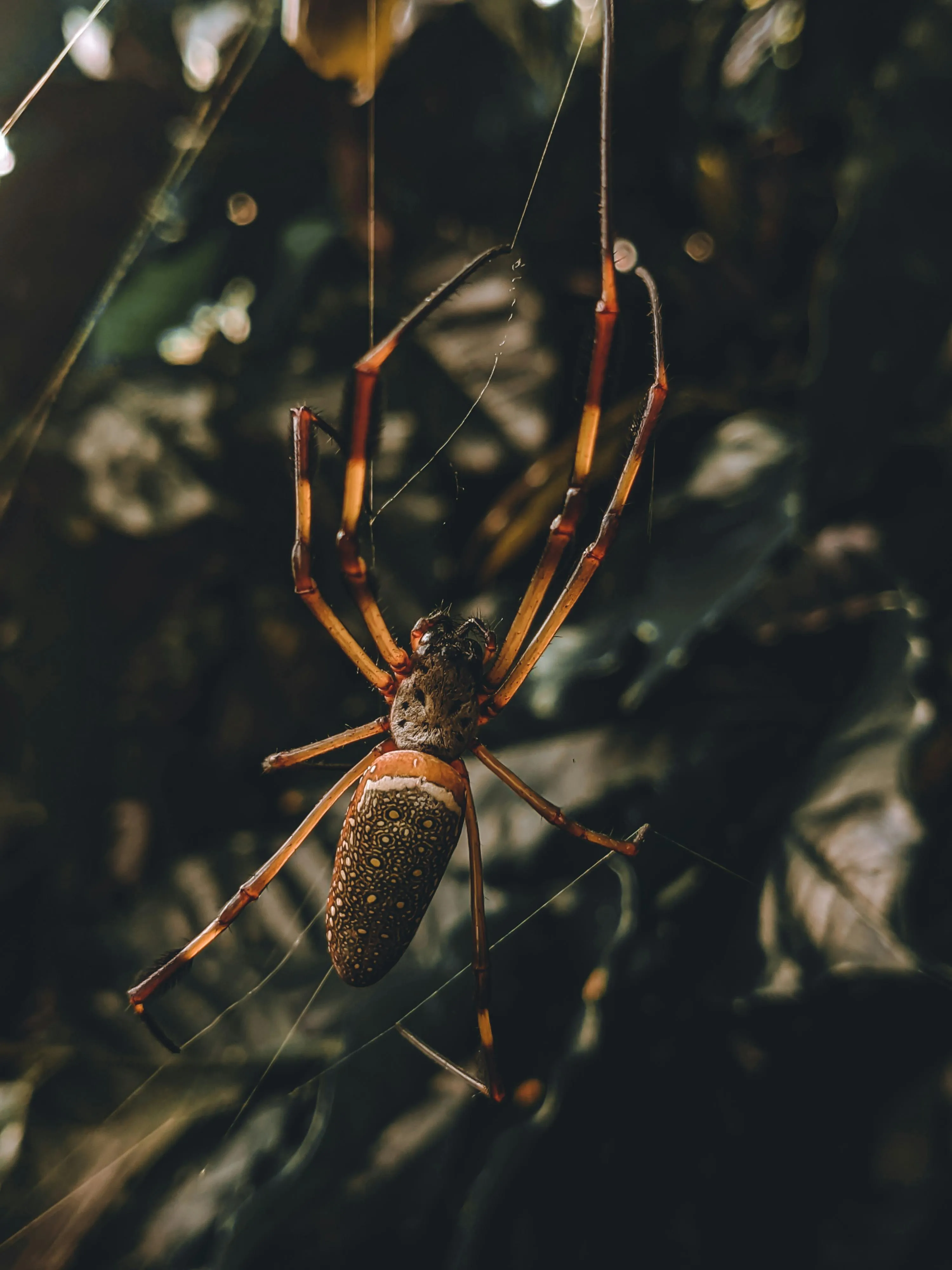 /img/17183-tarantula-water.webp