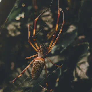 /img/17183-tarantula-water.webp
