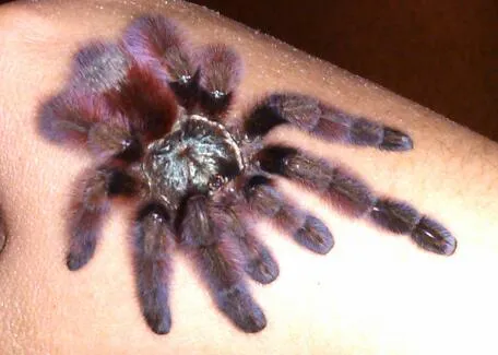 17184 pink toe tarantula close up