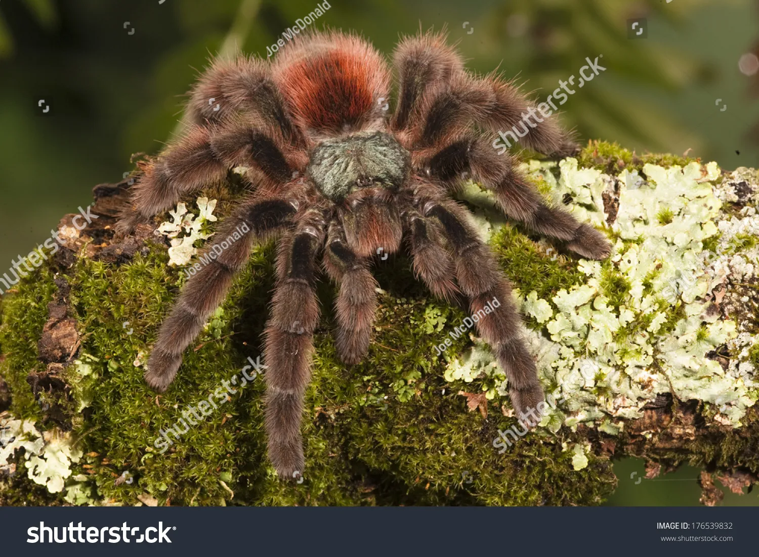 17184 pink toe tarantula handling