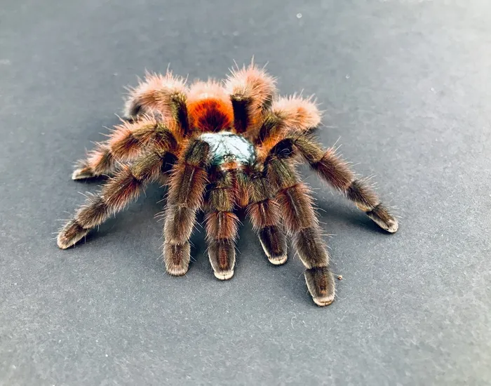 17184 pink toe tarantula molting