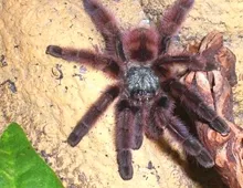 17184 pink toe tarantula substrate