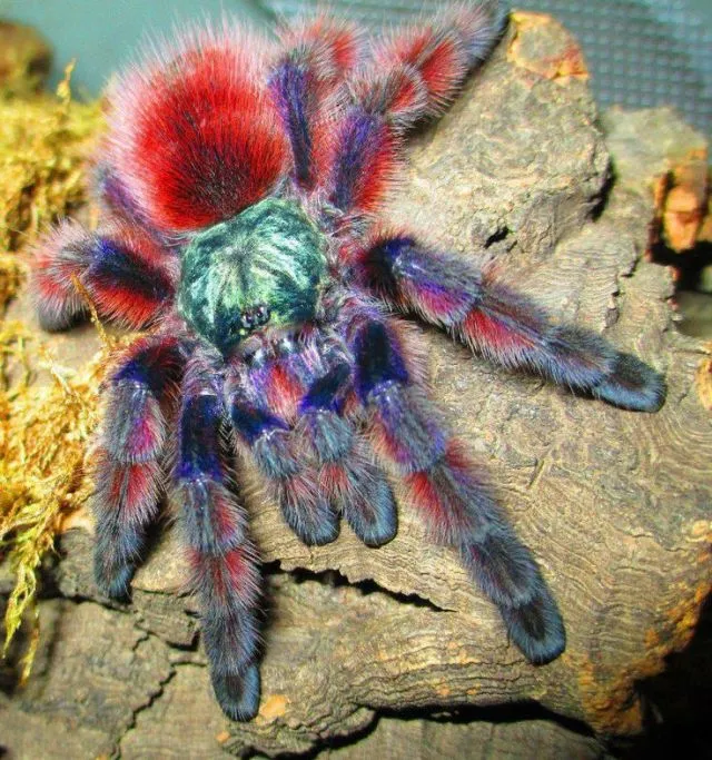 /img/17184-pink-toe-tarantula-water.webp