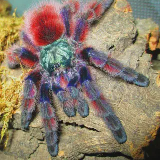 /img/17184-pink-toe-tarantula-water.webp