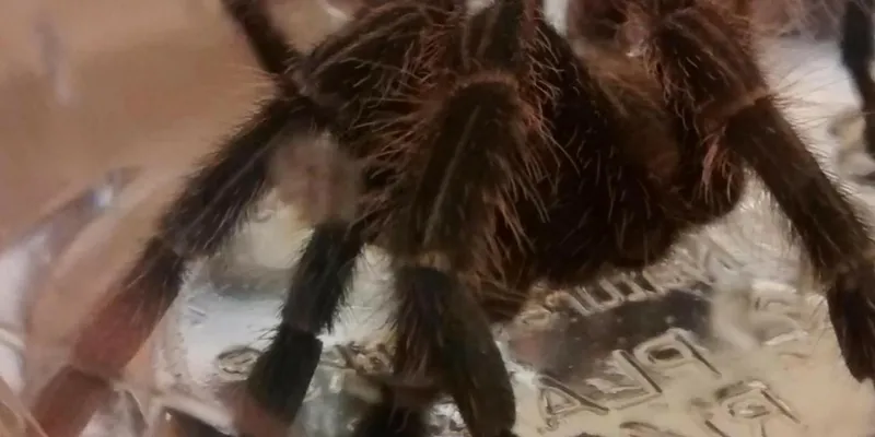 17185 tarantula virgin islands identification