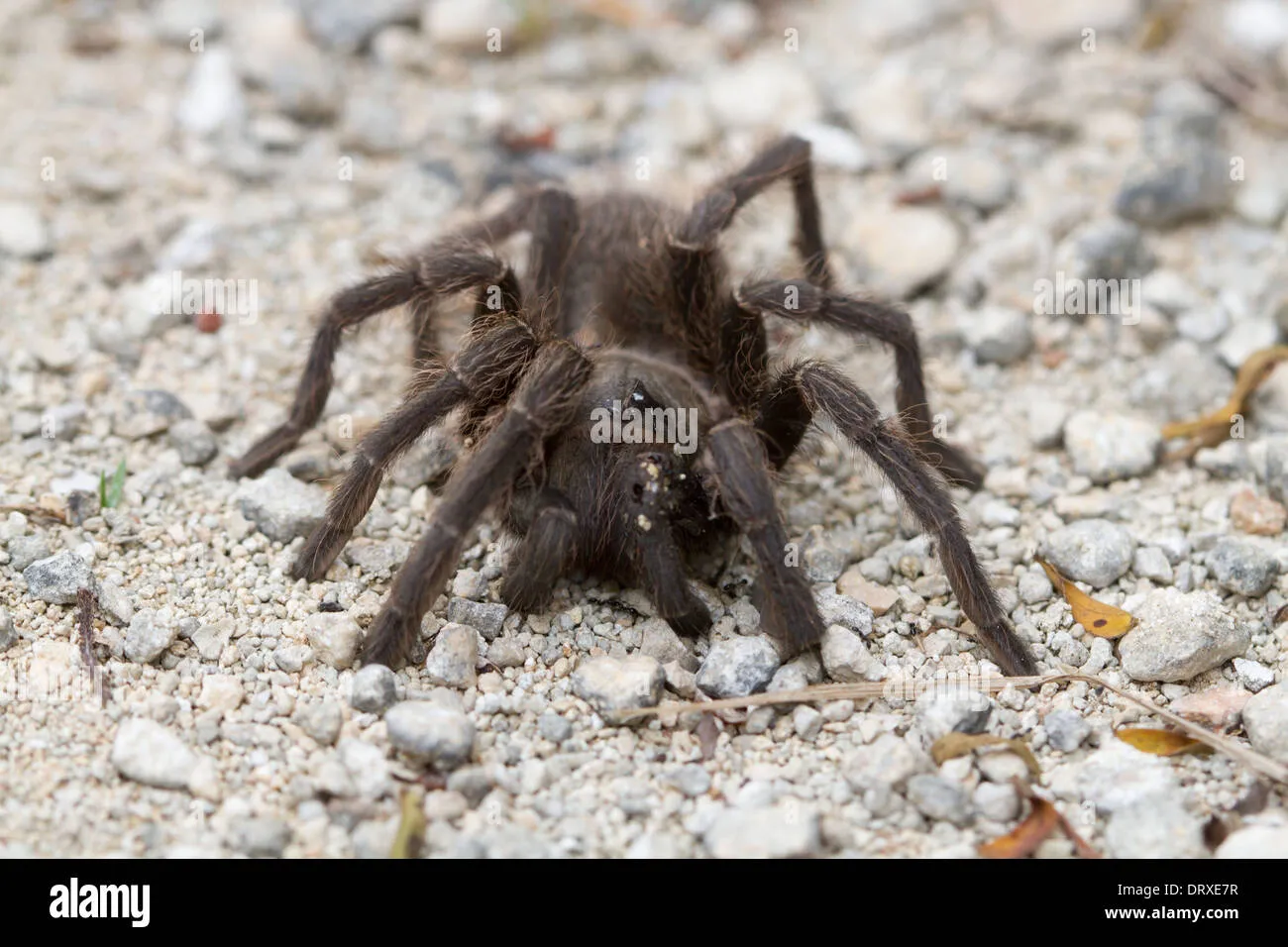 /img/17185-tarantula-virgin-islands-landscape.webp