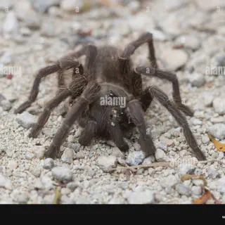/img/17185-tarantula-virgin-islands-landscape.webp