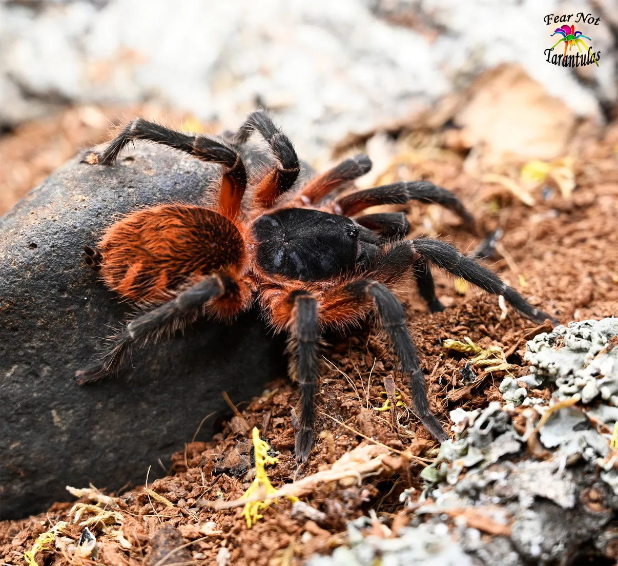 17186 lava spider tarantula close up