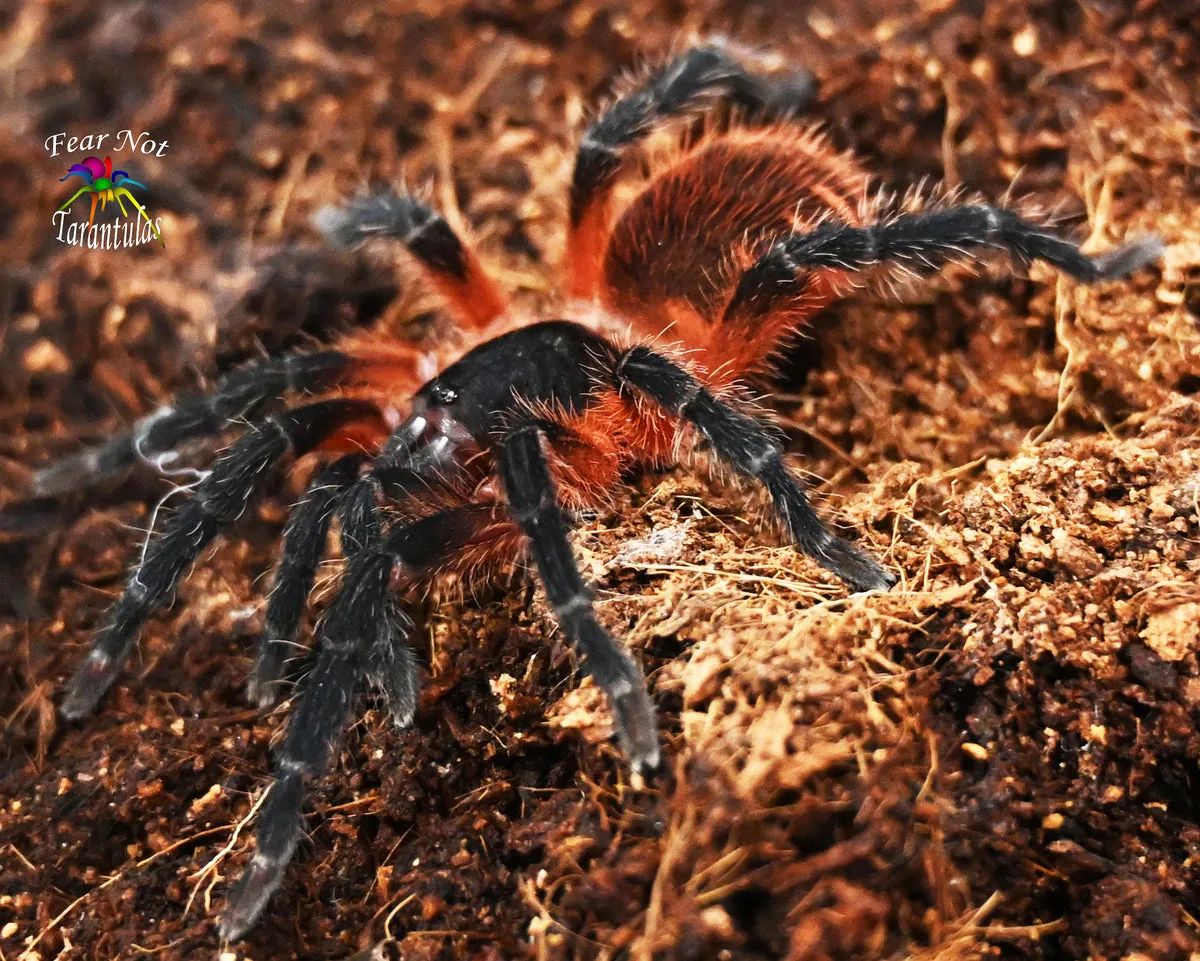 17186 lava spider tarantula habitat