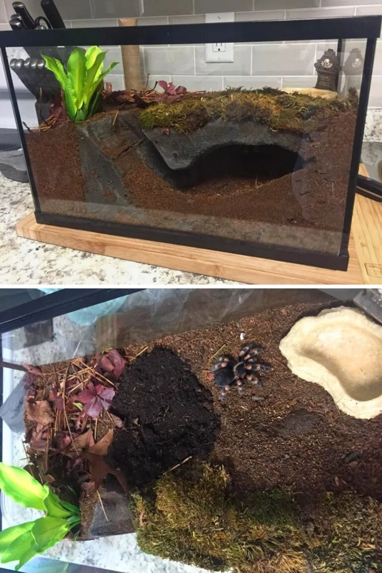 17187 mesh tarantula enclosure