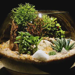/img/17187-tarantula-habitat-decor.webp