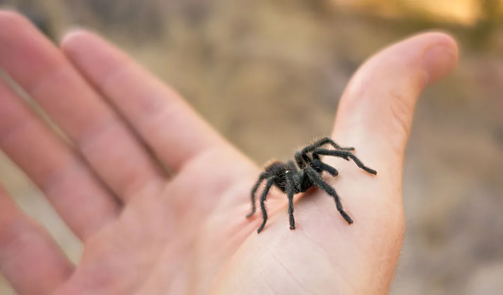 17188 tarantula habitat cleaning