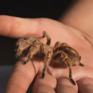 /img/17188-tarantula-species.webp
