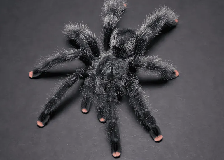 17189 pink toe tarantula enclosure setup