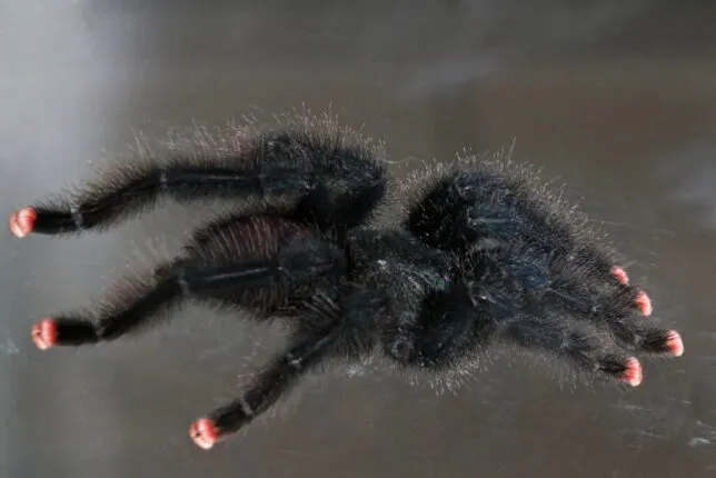 17189 pink toe tarantula molting