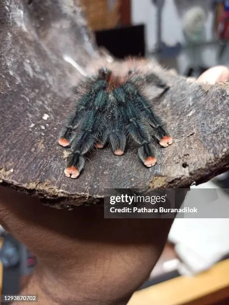 /img/17189-pink-toe-tarantula-spiderlings.webp