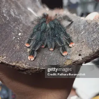 /img/17189-pink-toe-tarantula-spiderlings.webp