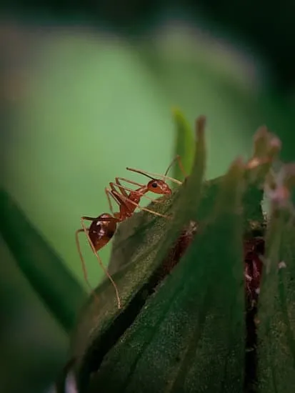 17190 ant repellent
