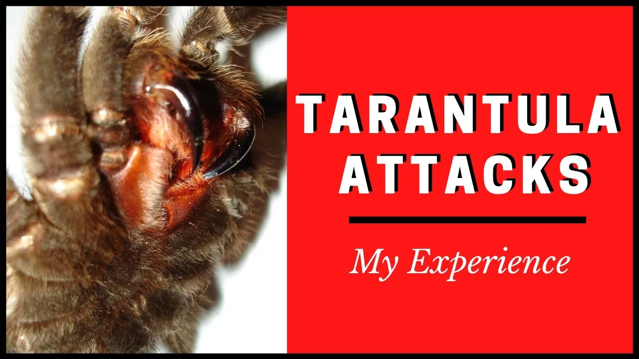 17190 ants vs tarantula