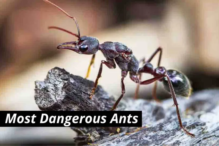 17190 tarantula eggs ants