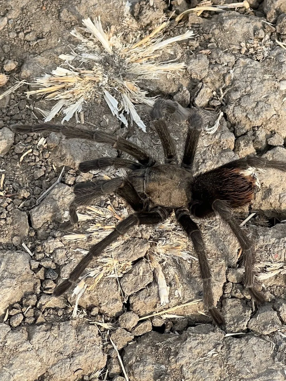 17191 tarantula encounter safety