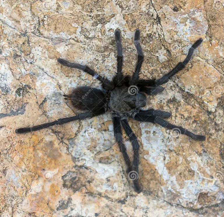 17191 tarantula facts 1