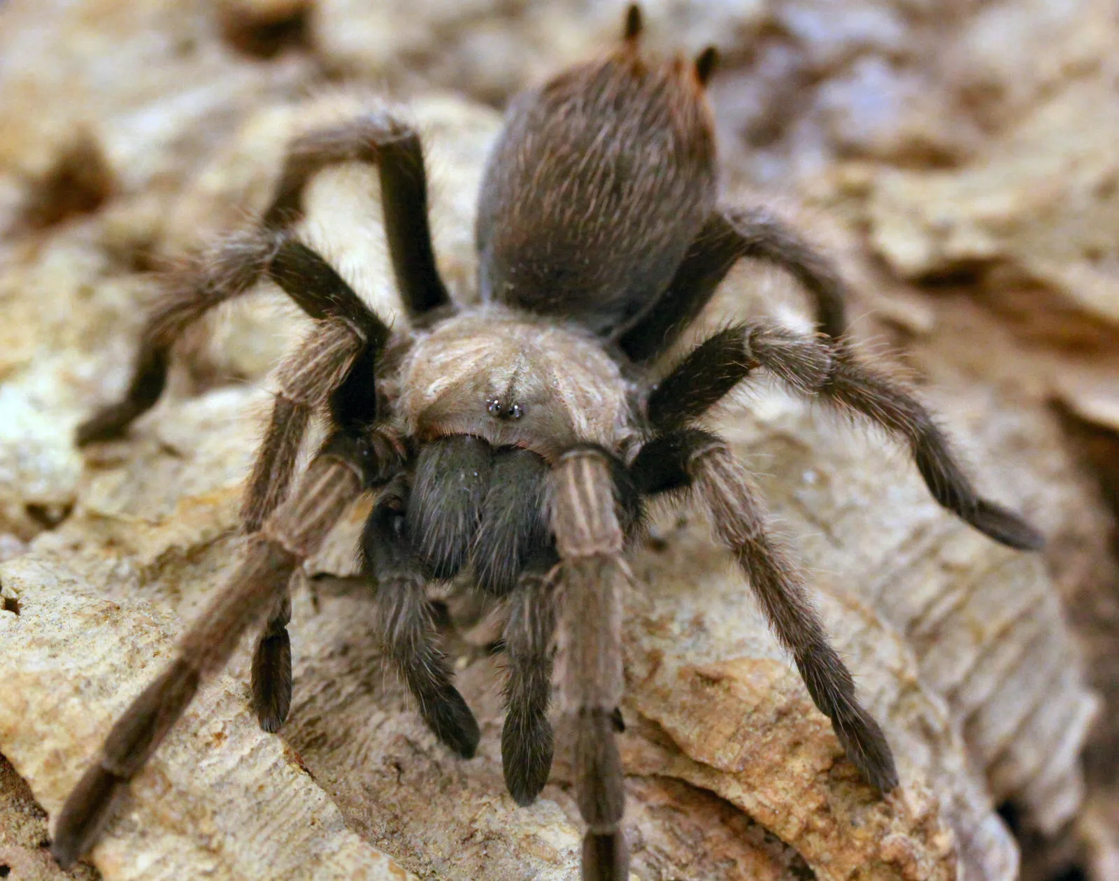 17191 tarantula habitat california