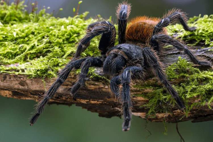 17192 blue tarantula guyana conservation