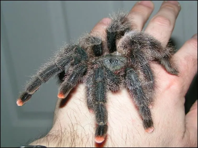 17192 blue tarantula guyana feeding