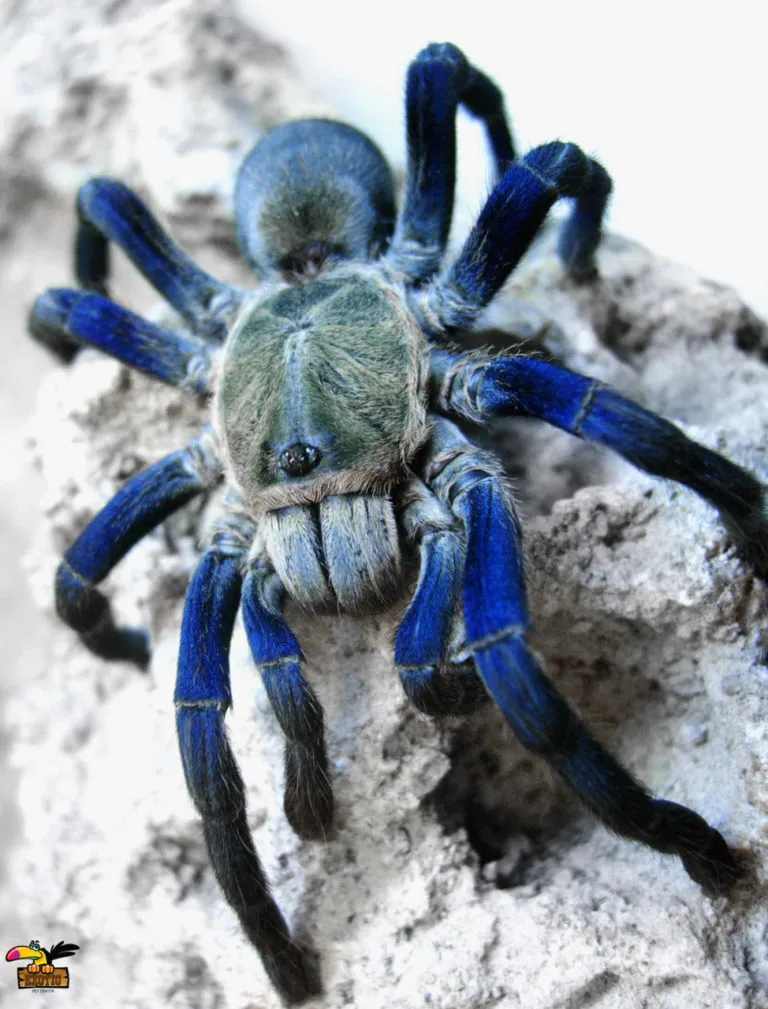 17192 blue tarantula guyana pet trade