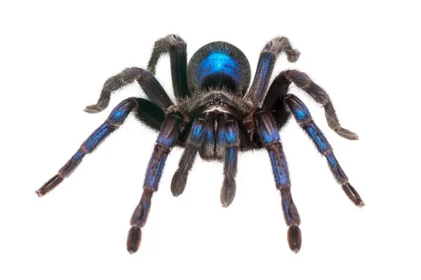 17192 blue tarantula guyana predators