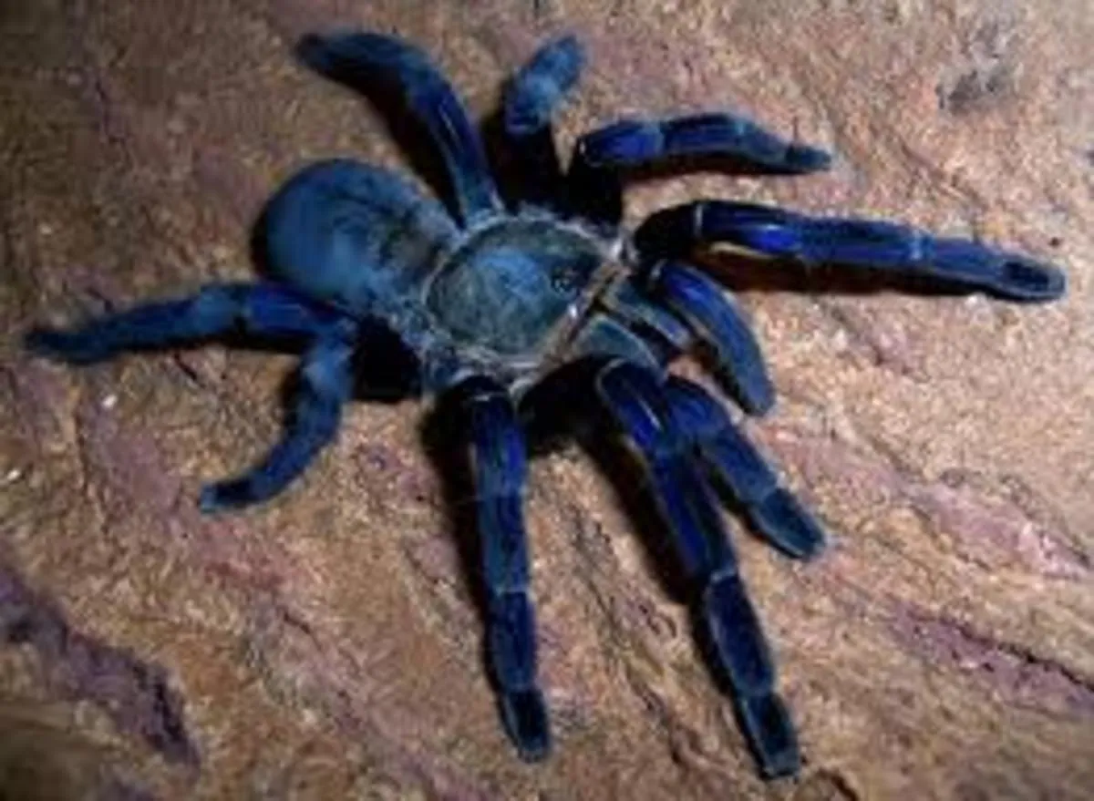 /img/17192-blue-tarantula-guyana-protect.webp
