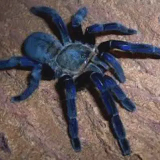 /img/17192-blue-tarantula-guyana-protect.webp