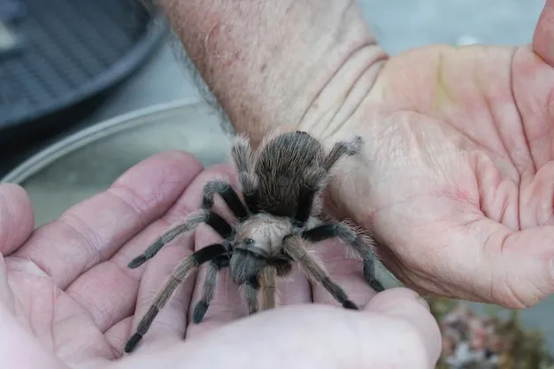 17193 tarantula feeding behavior