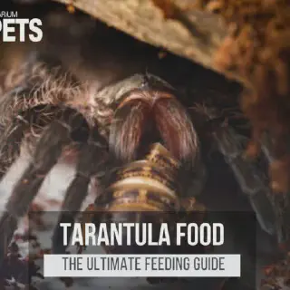 /img/17193-tarantula-health-problems.webp