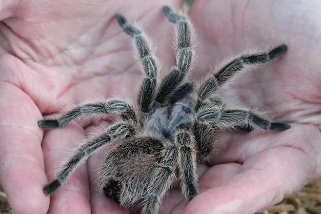 17193 tarantula molting