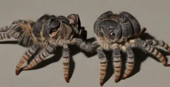 17193 tarantula water source