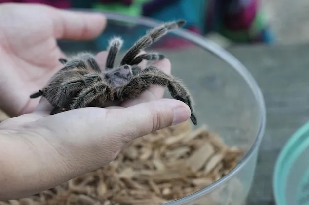 17193 types of insects tarantulas eat