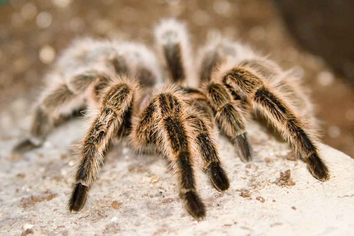 17194 chilean rose tarantula close up