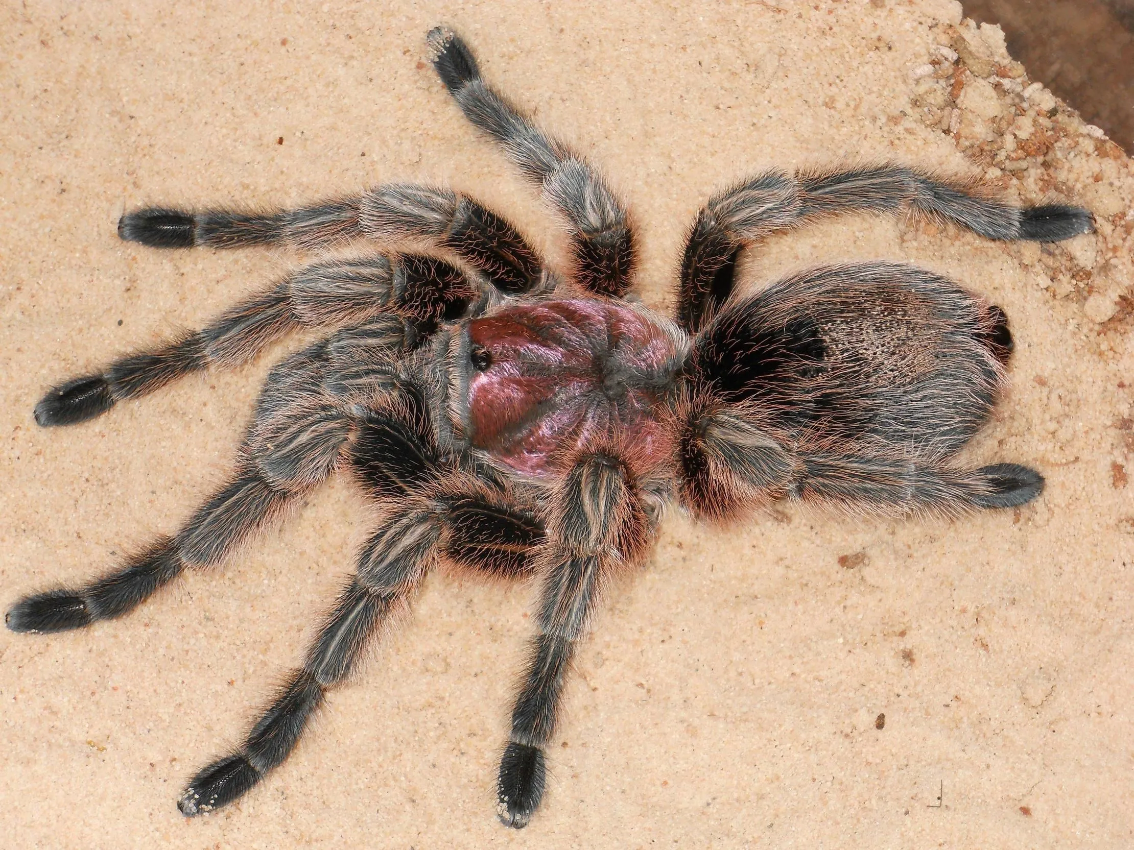 17194 chilean rose tarantula in habitat