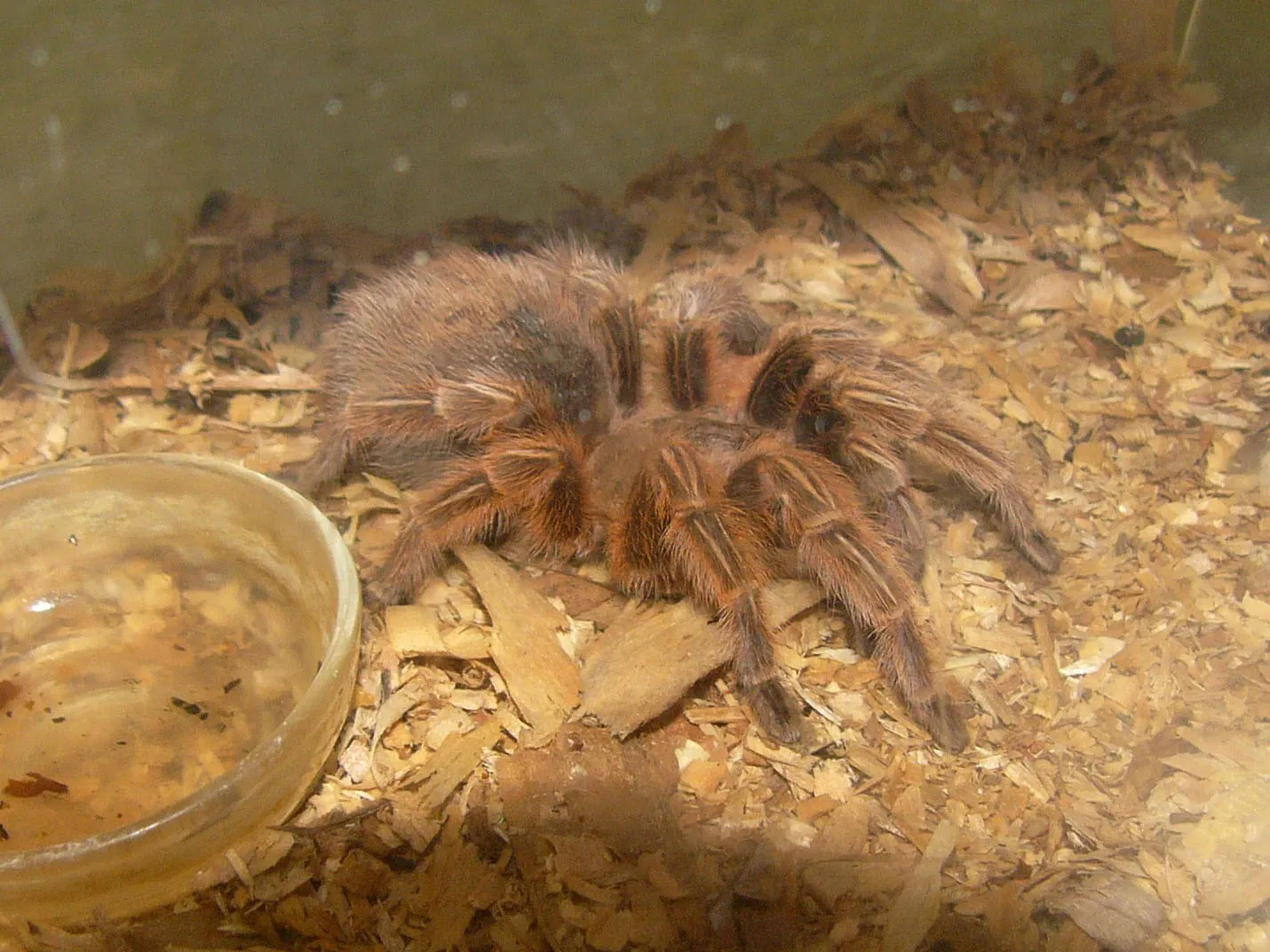 17194 tarantula feeding video