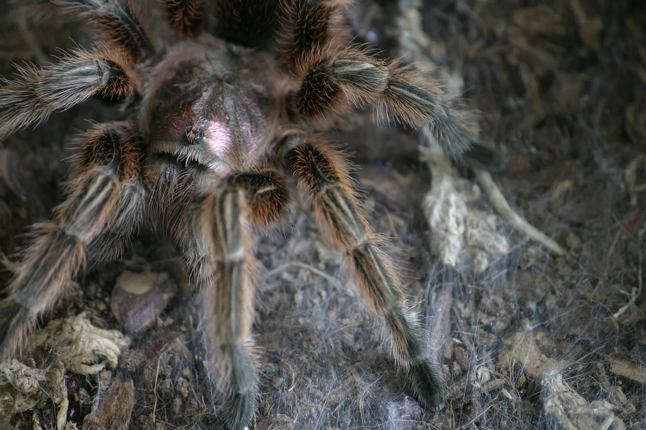 /img/17194-tarantula-handling-video.webp