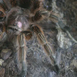 /img/17194-tarantula-handling-video.webp