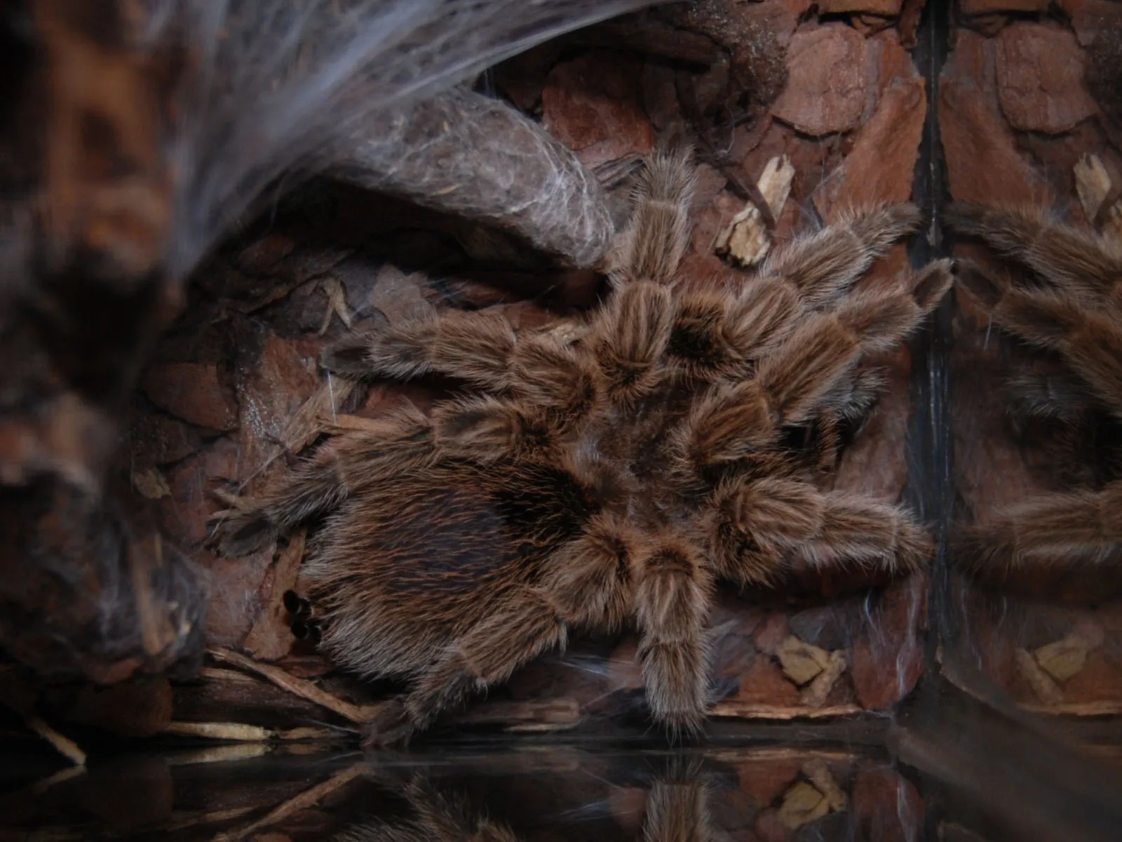 17194 tarantula molting video