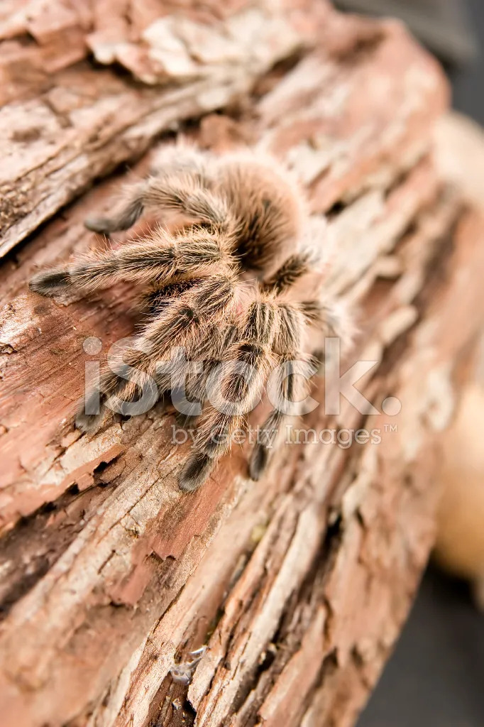 17194 tarantula video editing